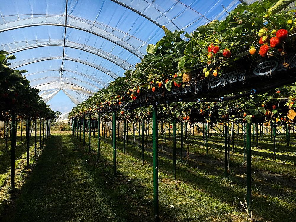 Fruit Fencing 