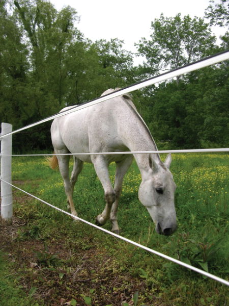 Centaur Electric White Lightning 400m For Horses