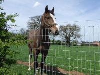 Torus Stiff Stay R13/120/5 High Tensile Horse 50m