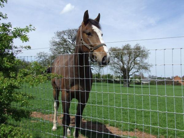 Torus Stiff Stay R13/120/5 High Tensile Horse 50m