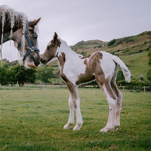 Horse Fencing