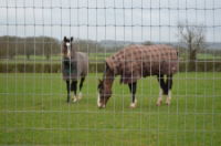 Torus Stiff Stay R13/120/5 High Tensile Horse 50m