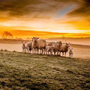 Sheep Fencing