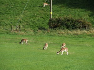 Deer Fencing 2