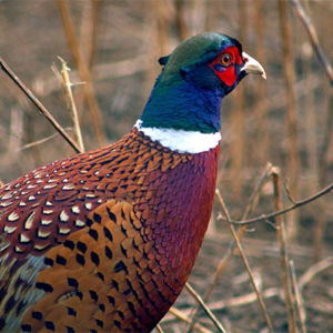 PHEASANT & GAME BIRD