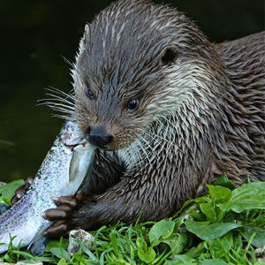 Otter Fence