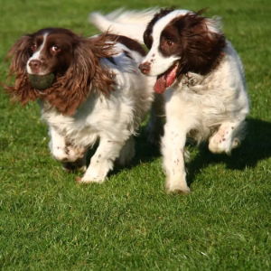 Dog Fencing 