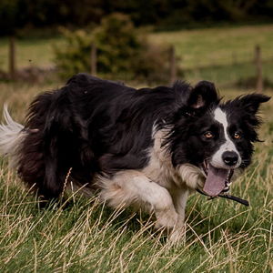 Dog Fencing 