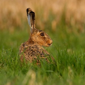 Rabbit Fencing 