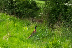 Pheasant Friendly 