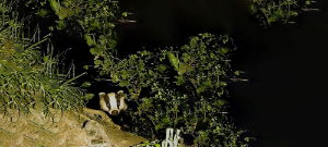 Badger Fencing