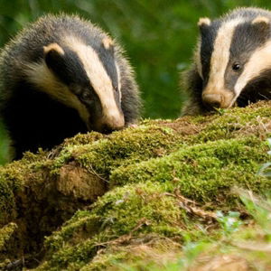 Badgers