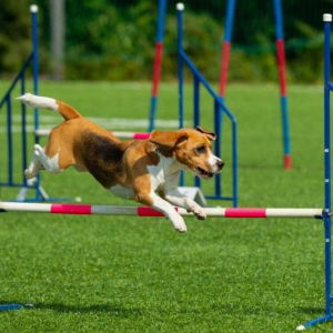 Dog Jumping