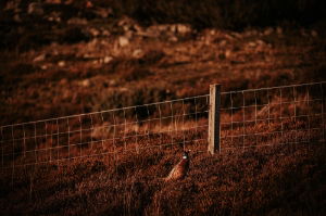 Pheasant image