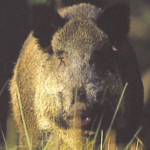 Wild Boar Fencing 