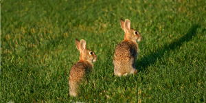 Rabbit Fencing 