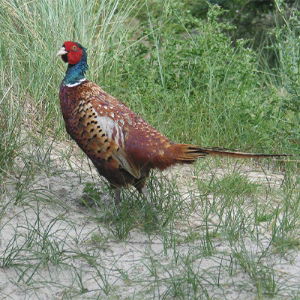 Pheasant Fencing